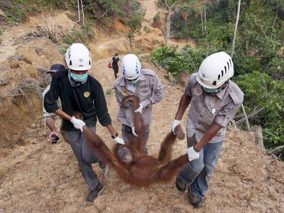 Odlesňovanie ohrozuje voľne žijúcu zver a orangutany